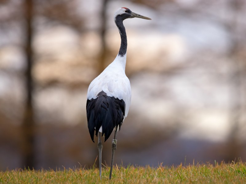 Японский (Уссурийский) журавль Grus japonensis