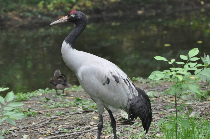 Журавль Черношейный (Grus nigricollis)