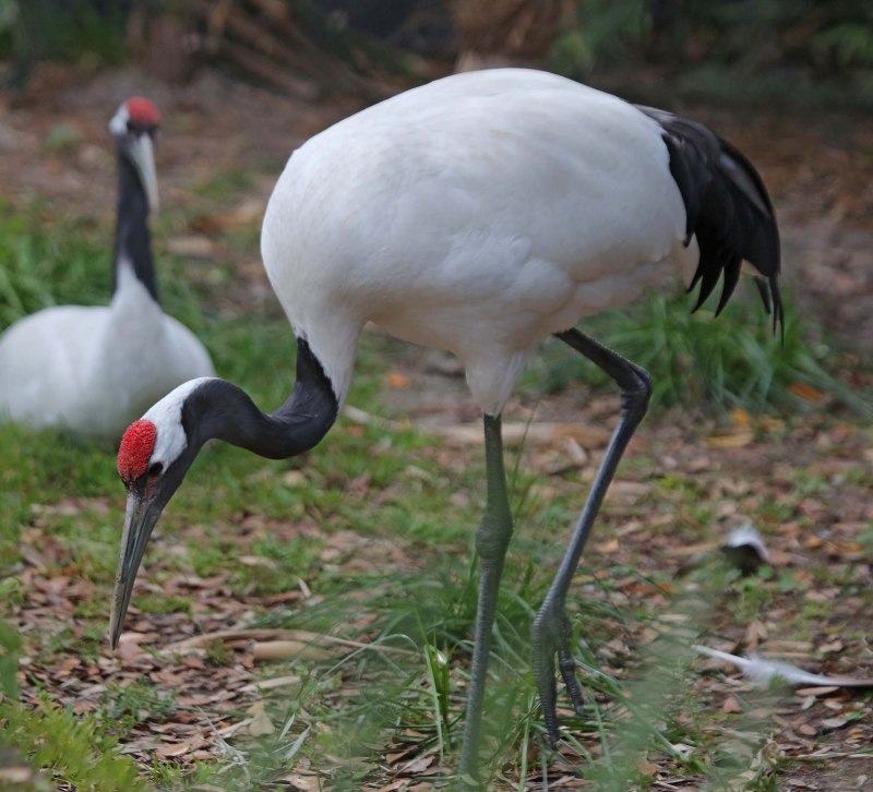 Японский (Уссурийский) журавль Grus japonensis