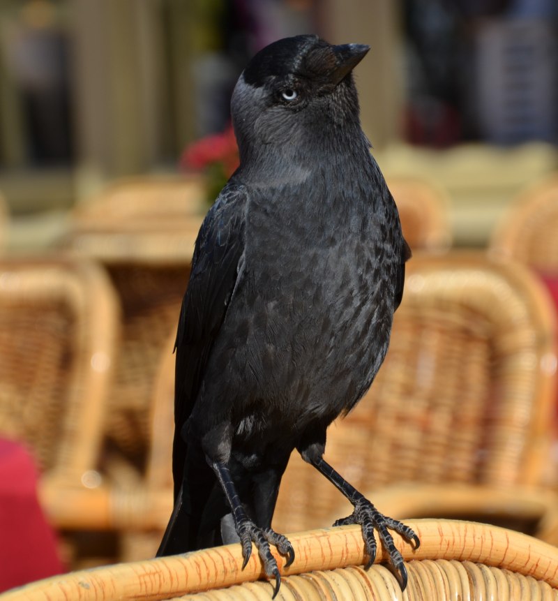 Галка (Corvus monedula)