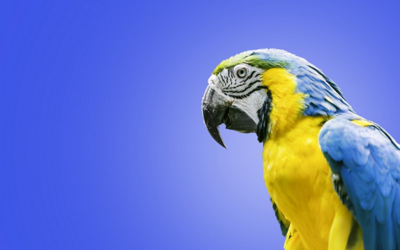 Aras Bird