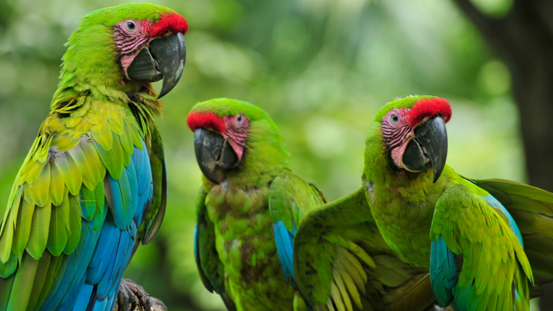 Pionus menstruus)