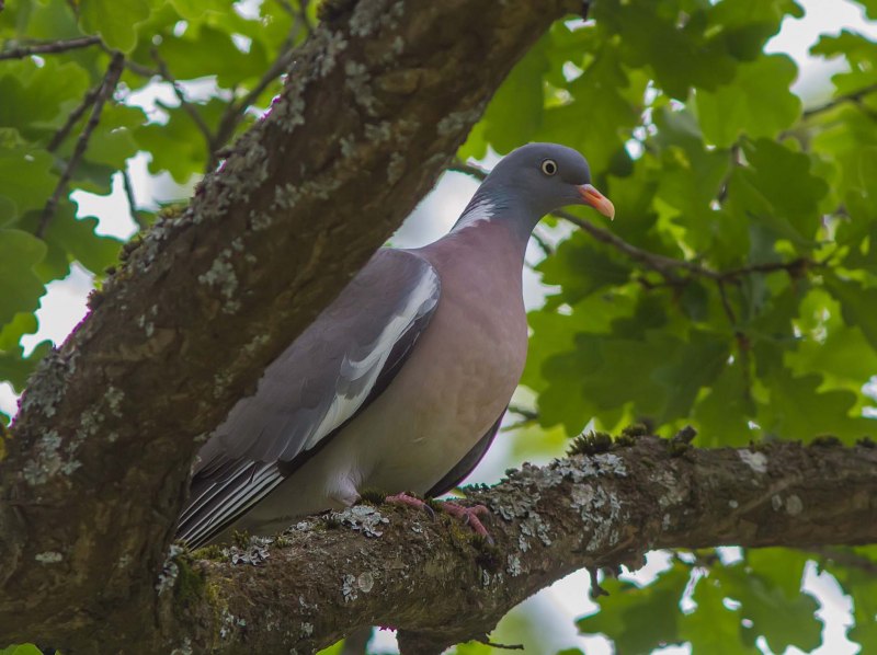 Вяхирь Columba palumbus ареал