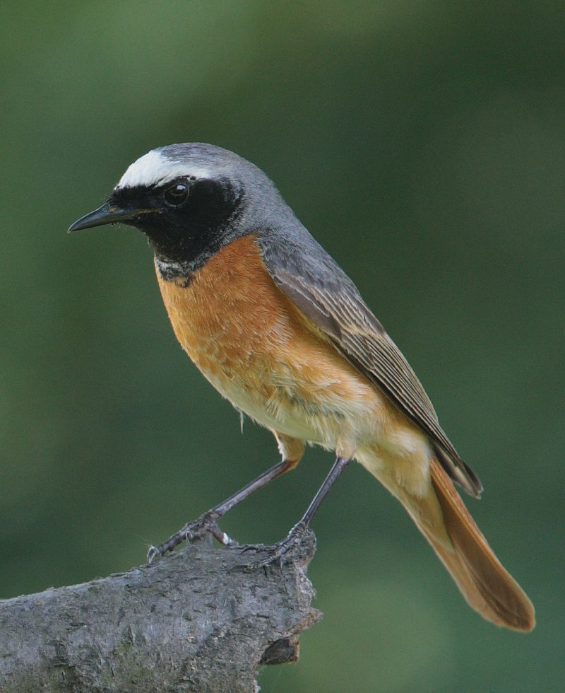 Common Redstart, Phoenicurus Phoenicurus
