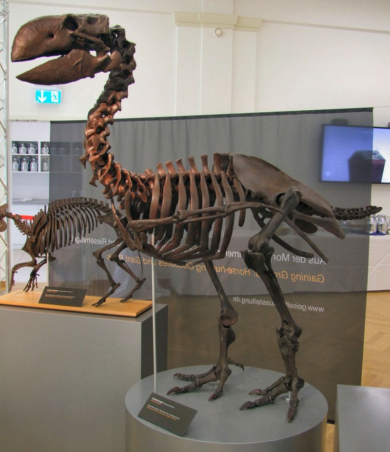 Titanis walleri