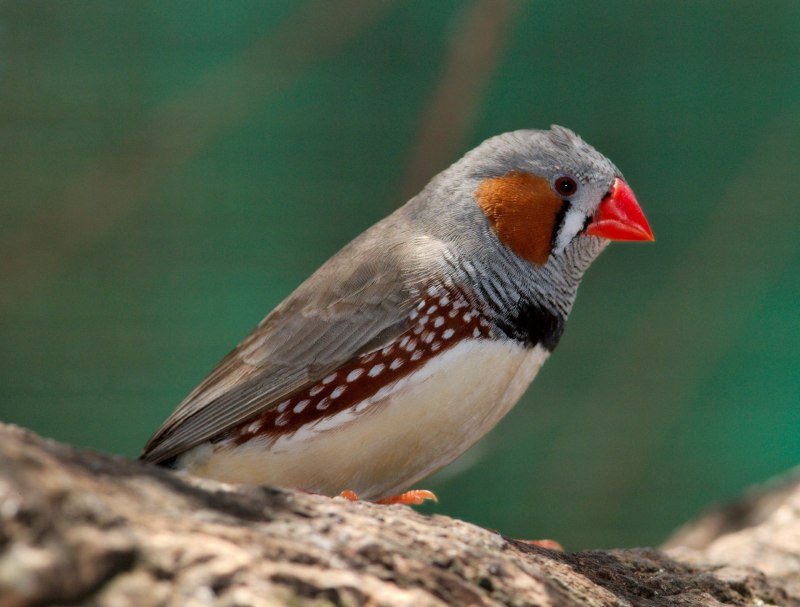 Зебровая амадина(Taeniopygia guttata)