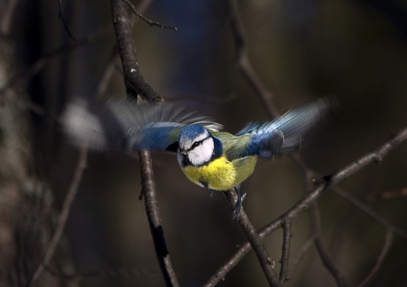 Лазоревка cyanistes caeruleus