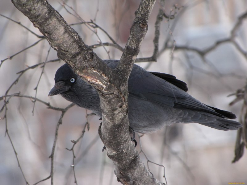 Вид Галка Corvus monedula.l