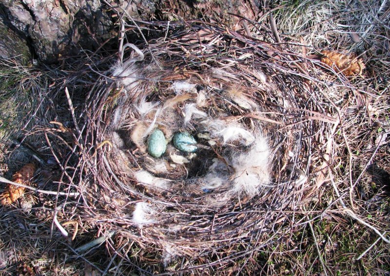 Гнездо вороны Воронье гнездо