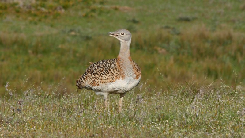 Houbara Bustard