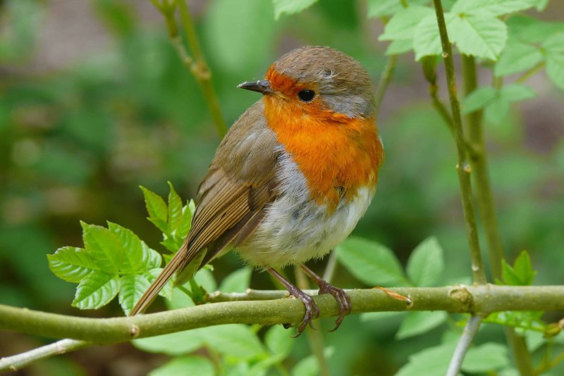 Зарянка – Erithacus rubecula (l., 1758)