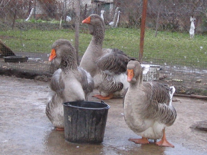 Породы гусей с фотографиями