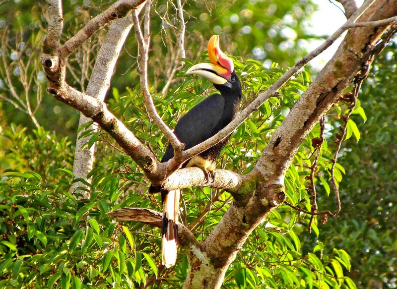 Hornbill mems