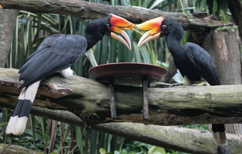 Helmeted Hornbill