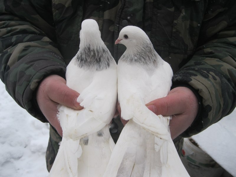 Бакинцы бойные мраморные