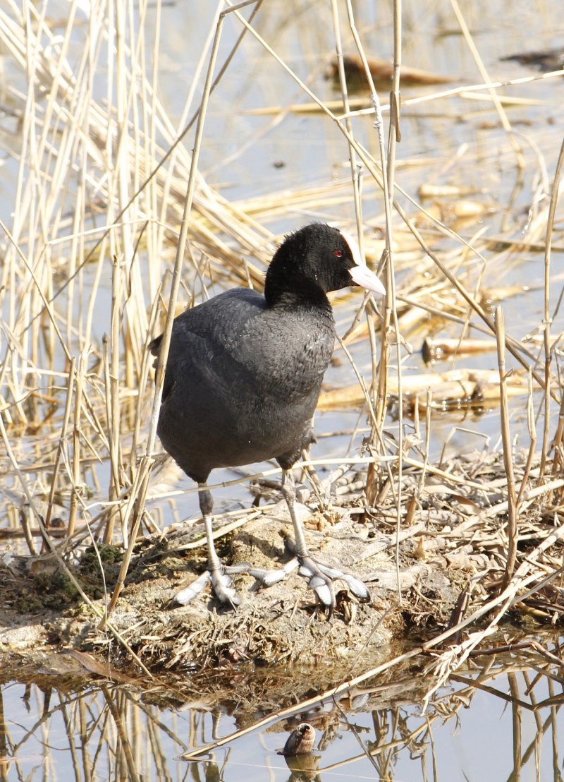 Лысуха Fulica atra