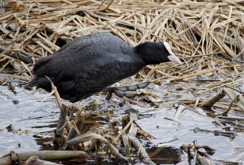 Лысуха Fulica atra