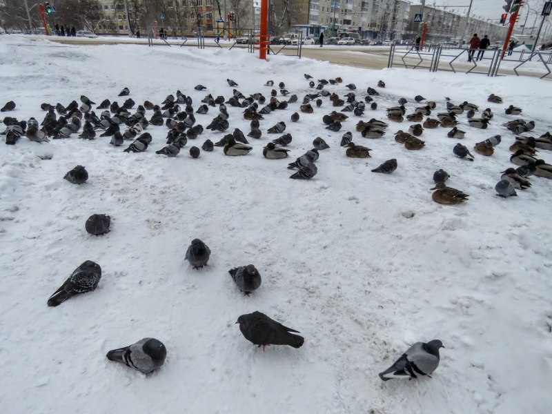 Замершая ворона Кемерово
