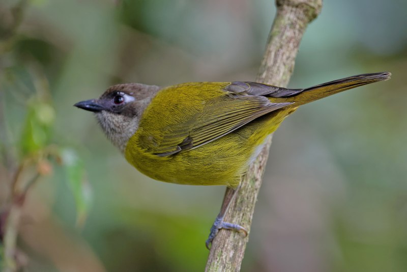 Phaenicophaeus curvirostris