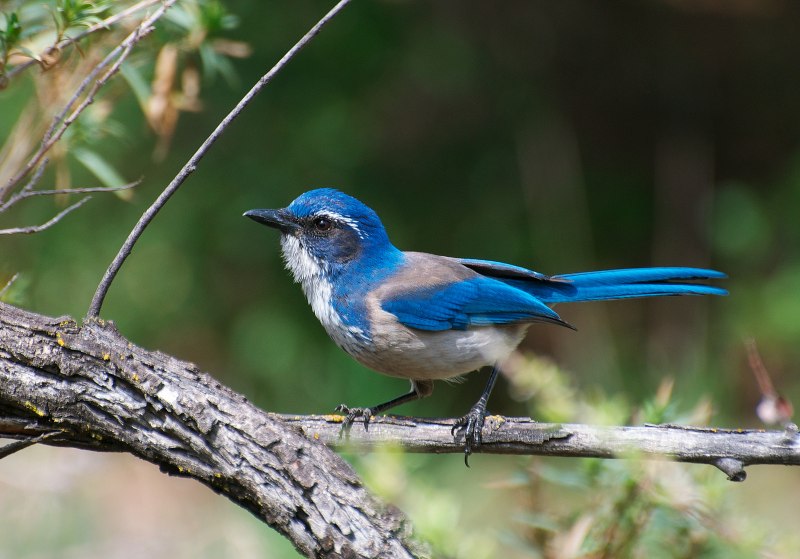 California Scrub Jay