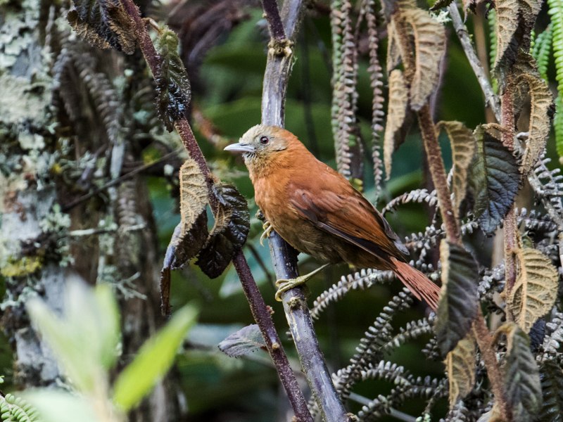 T'choupi soigne un oiseau