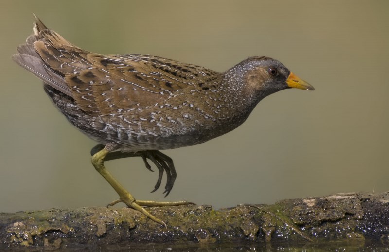Porzana Porzana