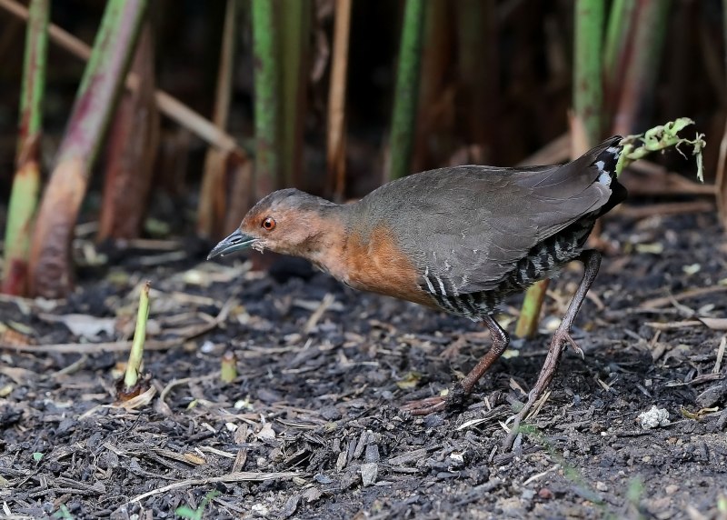 Пастушок водяной (Rallus aquaticus)