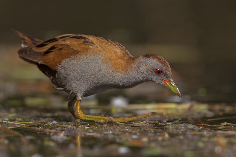 Porzana pusilla , photo