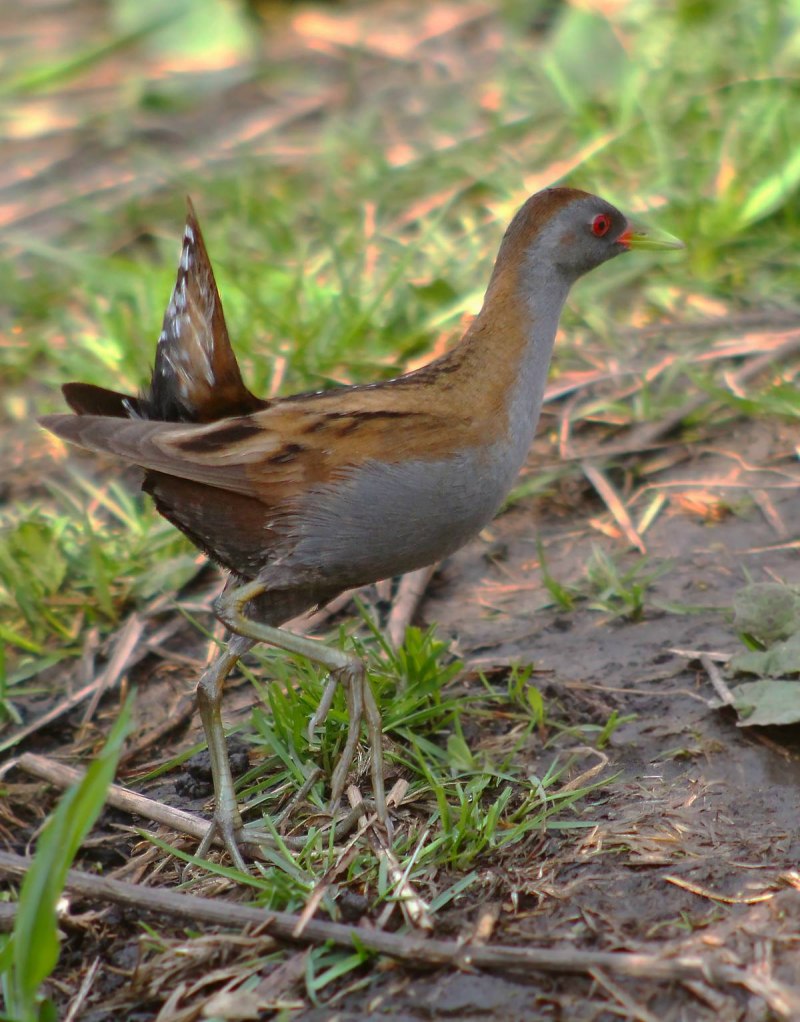 Porzana Parva