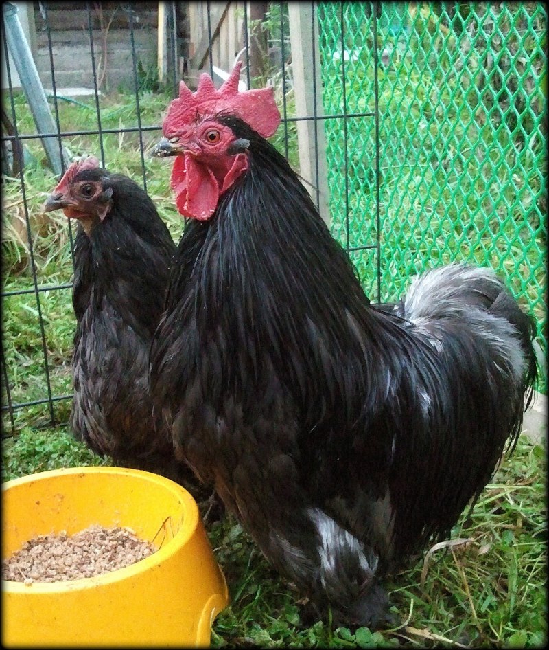 Бентамки Малазийская Серама