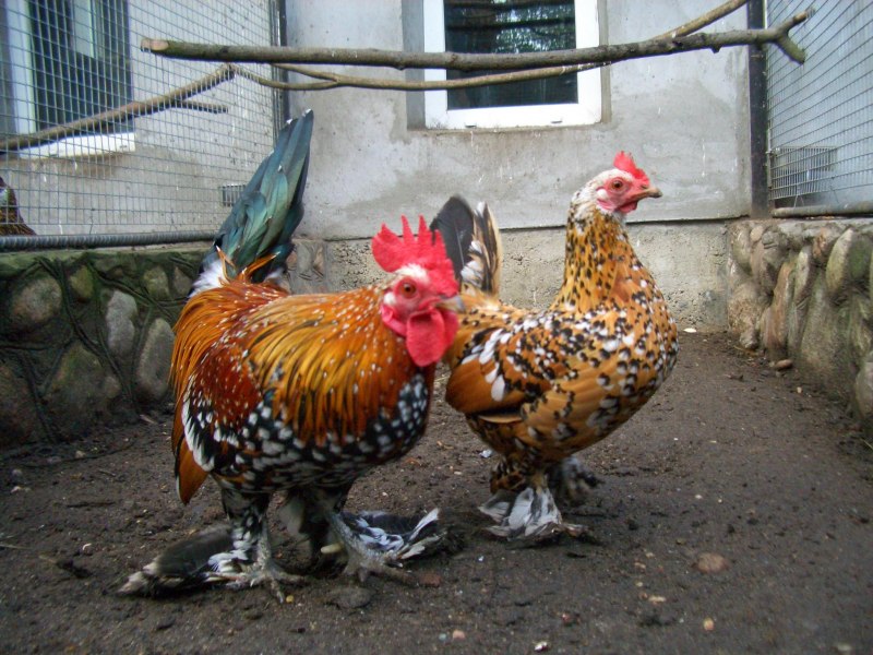 Породистые куры