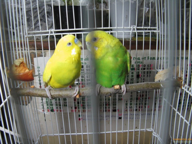 Budgie попугай