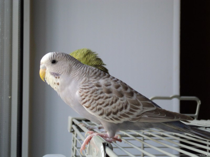 Окраски волнистых попугаев (57 фото)
