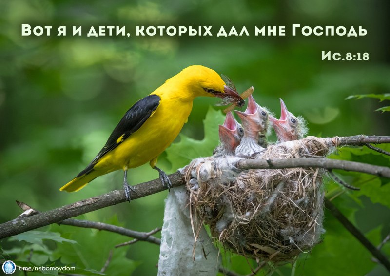 Кукушонок фото маленький