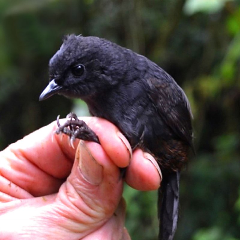 Scytalopus alvarezlopezi