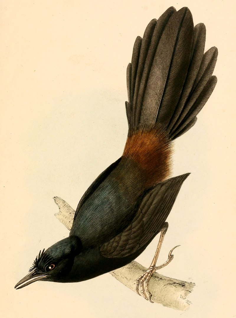 Scytalopus perijanus