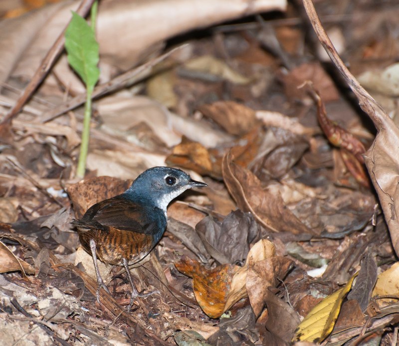 Scytalopus alvarezlopezi