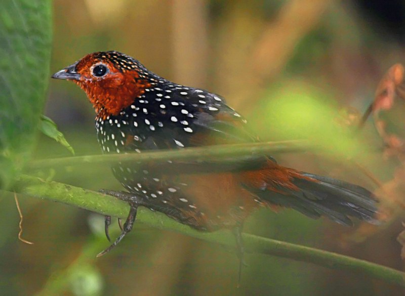 Scelorchilus rubecula