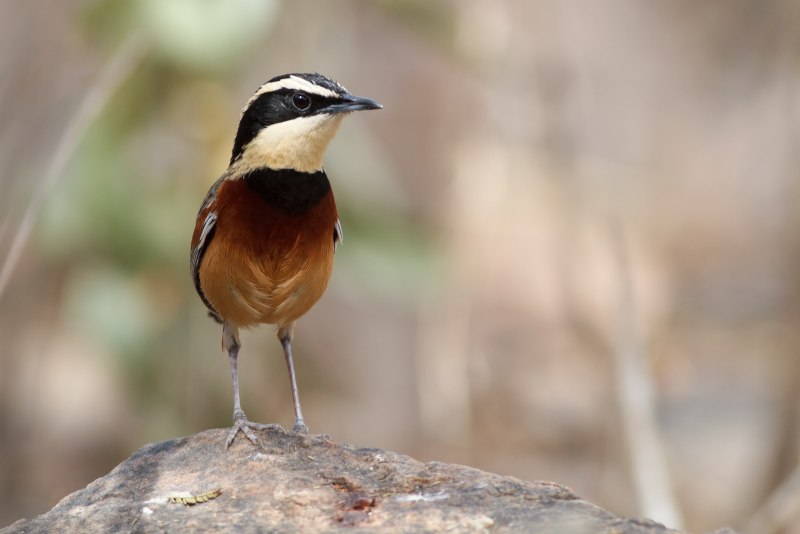 Chestnut-Crested Cotinga