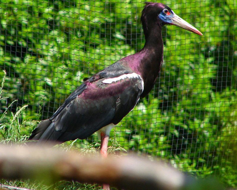 Abdim's Stork
