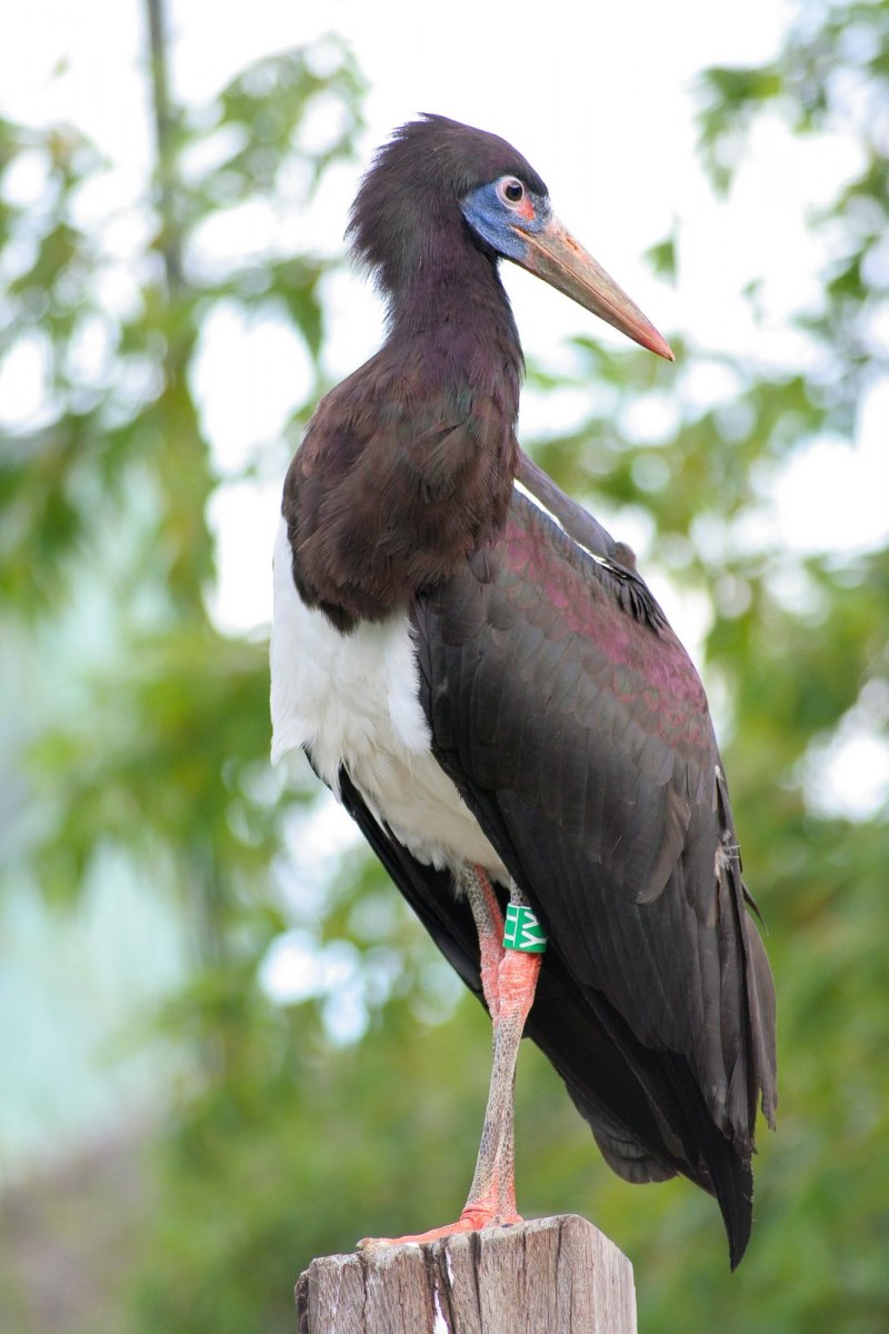 Ciconia abdimii