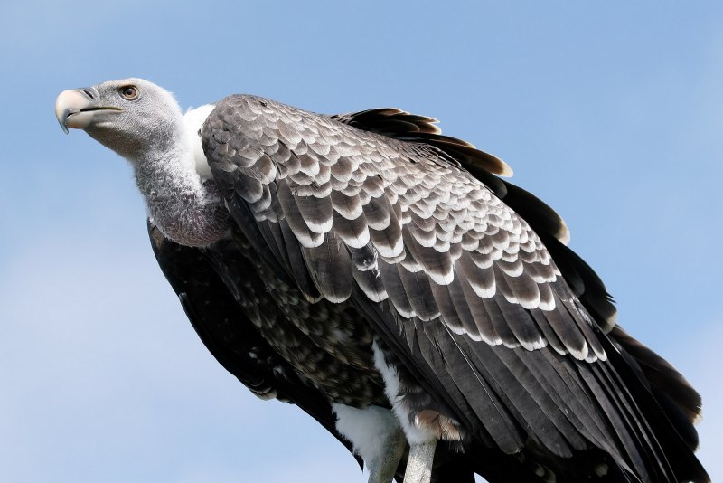 Gyps rueppellii