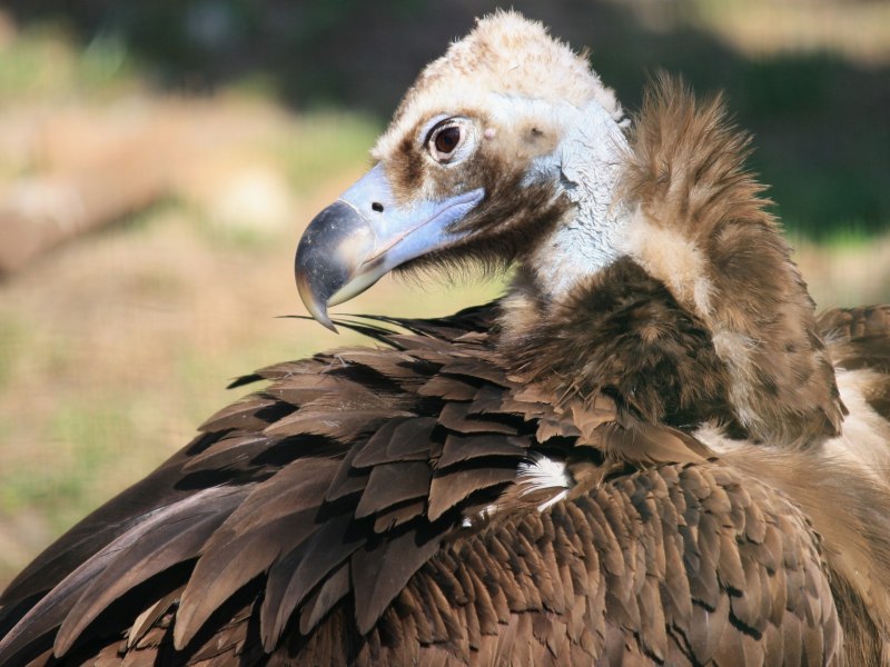 Черный гриф (Aegypius monachus)