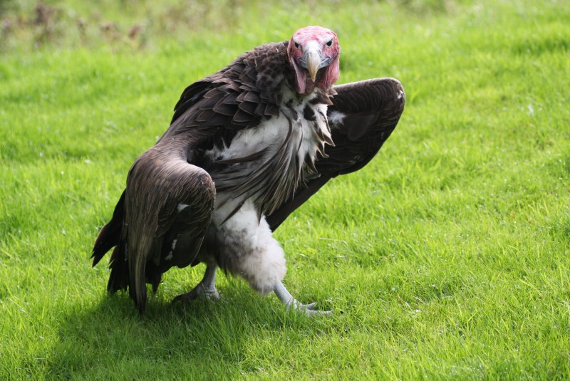 Lappet faced Vulture