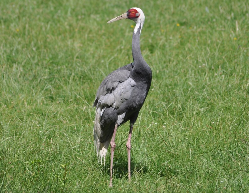 Даурский журавль Grus vipio