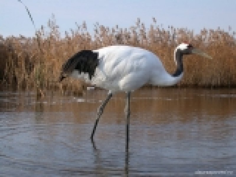Японский (Уссурийский) журавль Grus japonensis