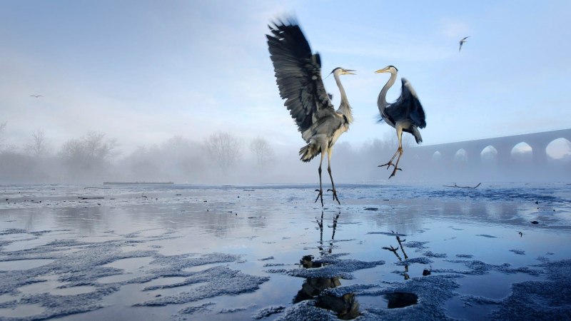 Отражение птицы в воде