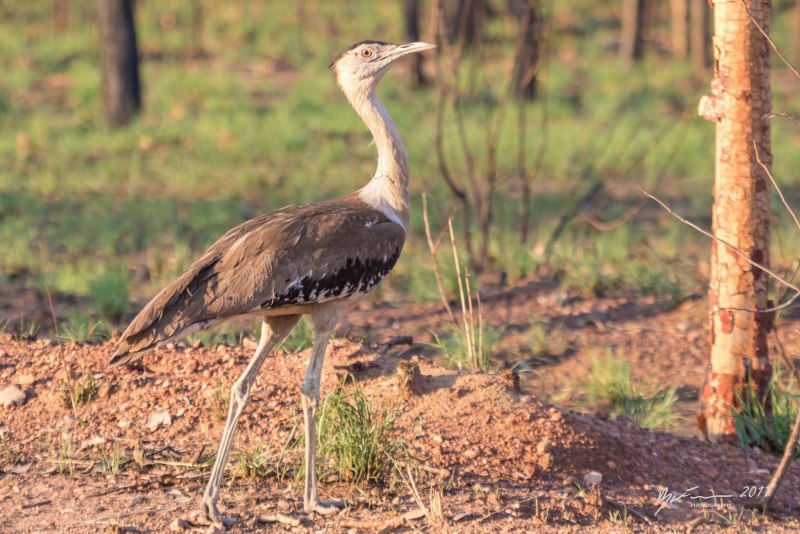 Ardeotis Australis