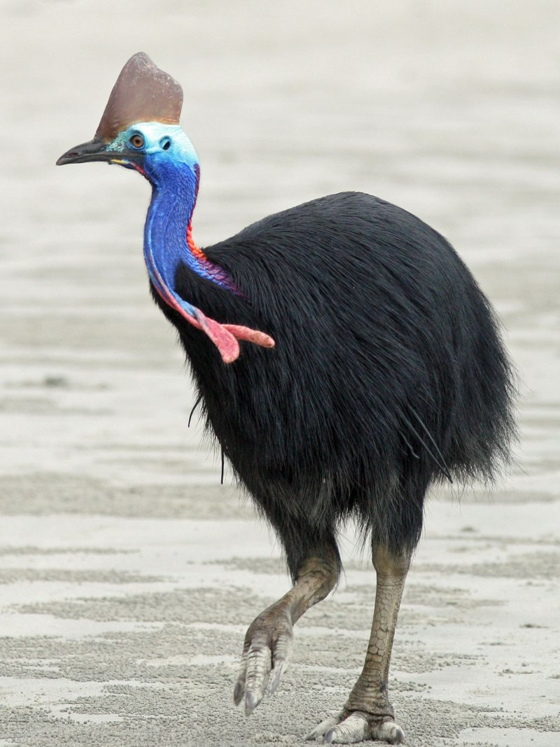 Большая австралийская птица (34 фото)