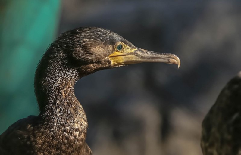 Водоплавающие птицы с тонким длинным клювом